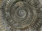 Dactylioceras Ammonite Fossil - England #100474-1